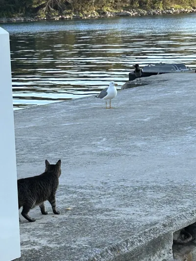 Vitorlázás a Balatonon és Adrián